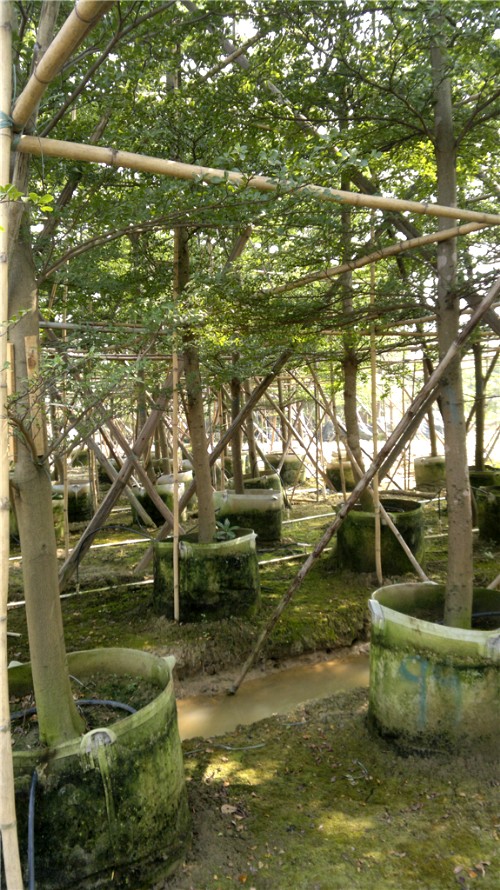 園林景觀樹(shù)